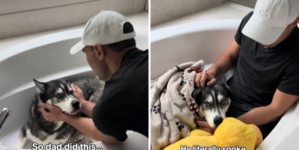 Owners Can’t Find Husky Post-Thunderstorm—Then Make Heartbreaking Discovery