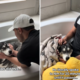 Owners Can’t Find Husky Post-Thunderstorm—Then Make Heartbreaking Discovery