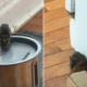 Laughter As Woman Realizes Mouse She’s Trying To Catch Thinks It’s a ‘Pet’