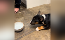 Puppy’s Suspicious Reaction to Sparkling Water Declared Relatable: ‘Valid’