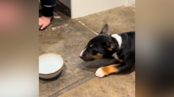 Puppy’s Suspicious Reaction to Sparkling Water Declared Relatable: ‘Valid’
