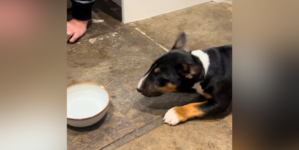 Puppy’s Suspicious Reaction to Sparkling Water Declared Relatable: ‘Valid’