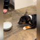 Puppy’s Suspicious Reaction to Sparkling Water Declared Relatable: ‘Valid’
