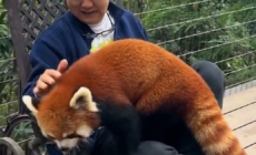 China cracks down on hotel offering red panda ‘wake up call’ service