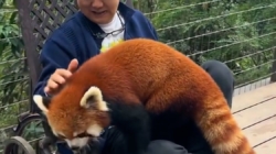 China cracks down on hotel offering red panda ‘wake up call’ service