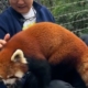 China cracks down on hotel offering red panda ‘wake up call’ service