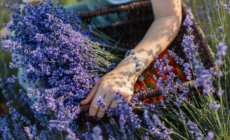 Tihany Turns Purple – Pick Your Own Flowers during Lavender Weeks!