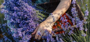 Tihany Turns Purple – Pick Your Own Flowers during Lavender Weeks!