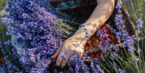 Tihany Turns Purple – Pick Your Own Flowers during Lavender Weeks!
