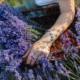 Tihany Turns Purple – Pick Your Own Flowers during Lavender Weeks!