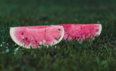 Melon Season Has Begun with Increased Exports and Sharp Decline in Imports