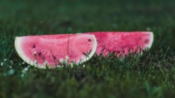 Melon Season Has Begun with Increased Exports and Sharp Decline in Imports