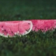 Melon Season Has Begun with Increased Exports and Sharp Decline in Imports