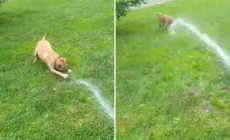 Rescue Dog Who Loves Playing With Water Wins Pet of the Week
