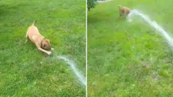 Rescue Dog Who Loves Playing With Water Wins Pet of the Week