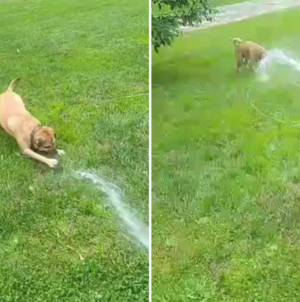 Rescue Dog Who Loves Playing With Water Wins Pet of the Week