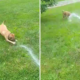 Rescue Dog Who Loves Playing With Water Wins Pet of the Week