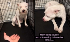 Rescue Dog Was So Scared, She Couldn’t Leave Crate—Now She’s Unrecognizable