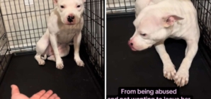 Rescue Dog Was So Scared, She Couldn’t Leave Crate—Now She’s Unrecognizable