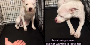 Rescue Dog Was So Scared, She Couldn’t Leave Crate—Now She’s Unrecognizable