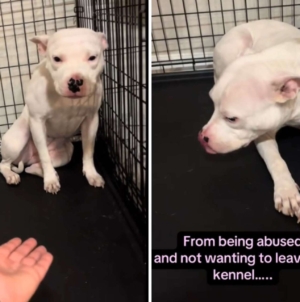 Rescue Dog Was So Scared, She Couldn’t Leave Crate—Now She’s Unrecognizable