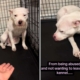 Rescue Dog Was So Scared, She Couldn’t Leave Crate—Now She’s Unrecognizable