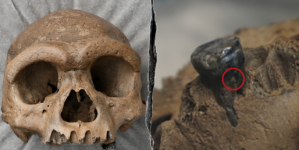 Ancient 146,000-year-old skull revealed as Denisovan, not new human species