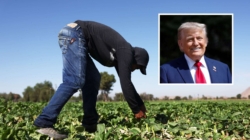 Trump’s Deportation Policy Collides With Realities of American Labor Market