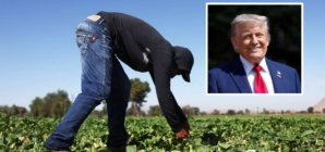 Trump’s Deportation Policy Collides With Realities of American Labor Market