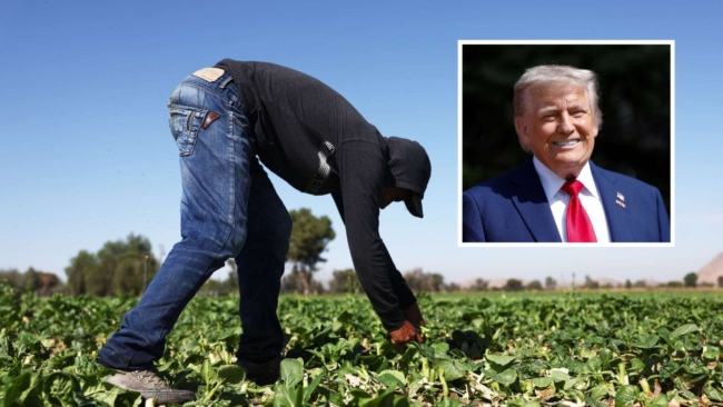 Trump’s Deportation Policy Collides With Realities of American Labor Market