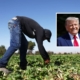 Trump’s Deportation Policy Collides With Realities of American Labor Market