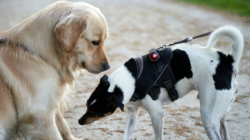 What Dog Does When Meeting Other Pups After Attack Melts Hearts
