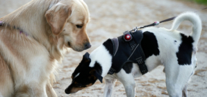 What Dog Does When Meeting Other Pups After Attack Melts Hearts