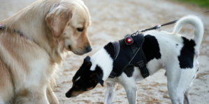 What Dog Does When Meeting Other Pups After Attack Melts Hearts