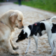 What Dog Does When Meeting Other Pups After Attack Melts Hearts