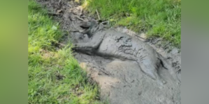 Dog Turns Into ‘Wolf’ After Mud Bath, Woman Forced To Call for Backup