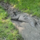 Dog Turns Into ‘Wolf’ After Mud Bath, Woman Forced To Call for Backup