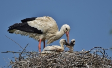 White Stork Population Finally Stabilizes After Previous Decline