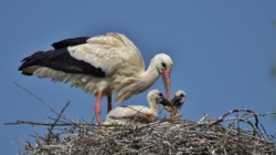 White Stork Population Finally Stabilizes After Previous Decline
