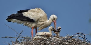 White Stork Population Finally Stabilizes After Previous Decline
