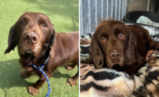 Dog Who Only Knew ‘Loving Home’ Ends Up in Shelter Aged 12, Heartbroken