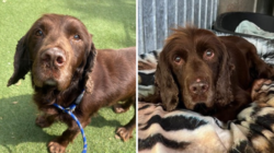Dog Who Only Knew ‘Loving Home’ Ends Up in Shelter Aged 12, Heartbroken