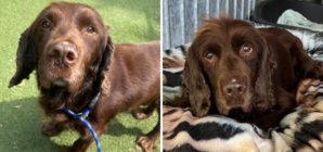 Dog Who Only Knew ‘Loving Home’ Ends Up in Shelter Aged 12, Heartbroken