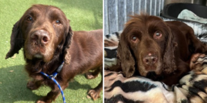 Dog Who Only Knew ‘Loving Home’ Ends Up in Shelter Aged 12, Heartbroken