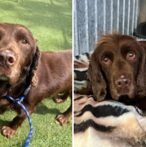 Dog Who Only Knew ‘Loving Home’ Ends Up in Shelter Aged 12, Heartbroken