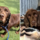 Dog Who Only Knew ‘Loving Home’ Ends Up in Shelter Aged 12, Heartbroken