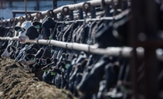 California dairy farmers get $230 million to help cover costs of bird flu losses