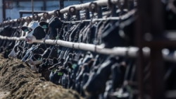 California dairy farmers get $230 million to help cover costs of bird flu losses
