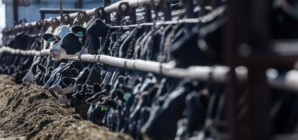 California dairy farmers get $230 million to help cover costs of bird flu losses