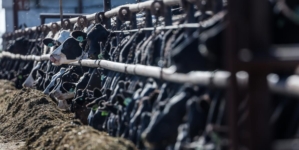 California dairy farmers get $230 million to help cover costs of bird flu losses